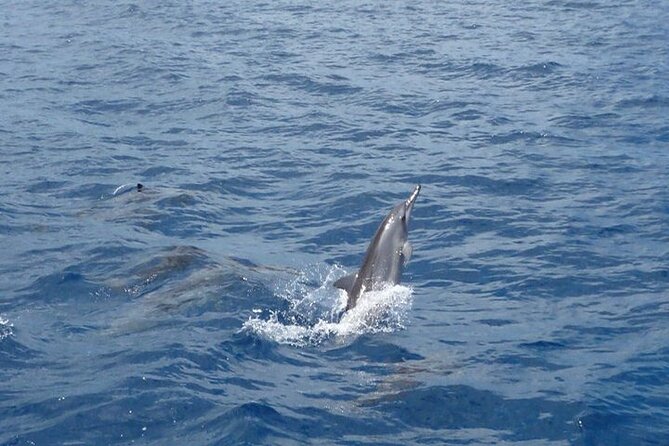 2-Hours Dolphin Excursion in Mauritius - Why the guide support matters
