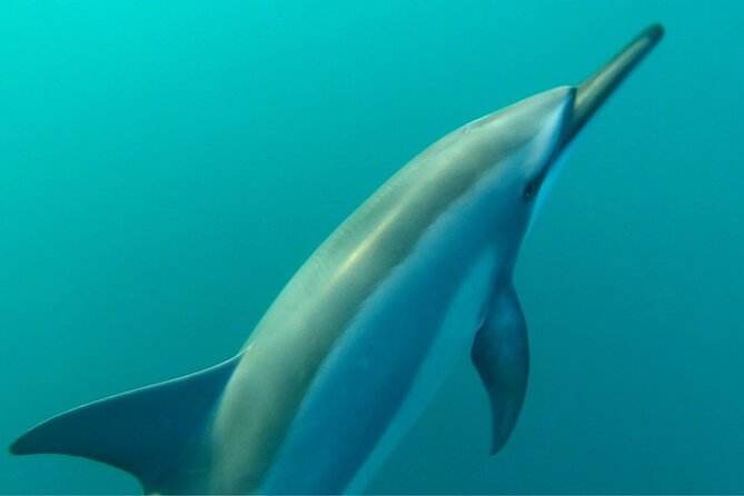 2-Hours Dolphin Excursion in Mauritius - What the two-hour schedule means for value
