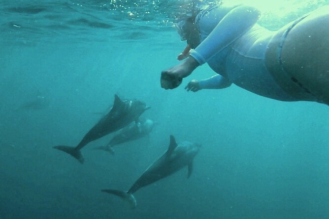 2-Hours Dolphin Excursion in Mauritius - Who will enjoy this outing most