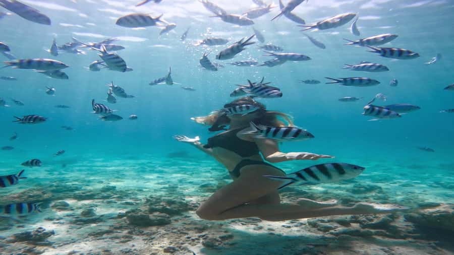5 Islands Private Speedboat w/ Snorkeling + Lunch & Drinks - Ile aux Aigrettes and the return past Margenie