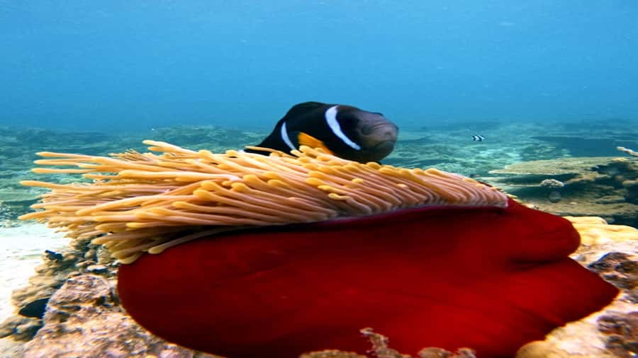 5 Islands Speedboat w/Snorkeling Sea Turtle + Lunch & Drinks - Ile aux Cerfs is where the pace finally slows