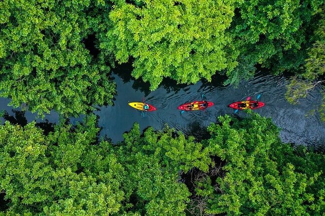 Afternoon Guided Kayak Activity on the Tamarin River - Key points to know before you paddle