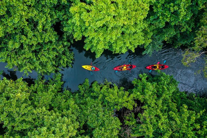 Afternoon Guided Kayak Tour on the Tamarin River - A gentle way to see Tamarin