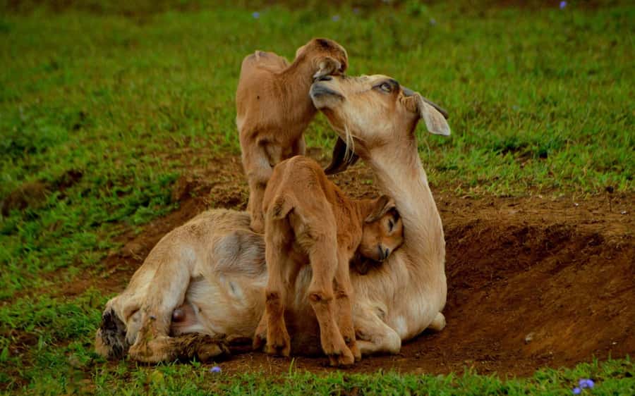 Animal & Nature Parks, Private Tour - Lunch, drinks, and the value of $186
