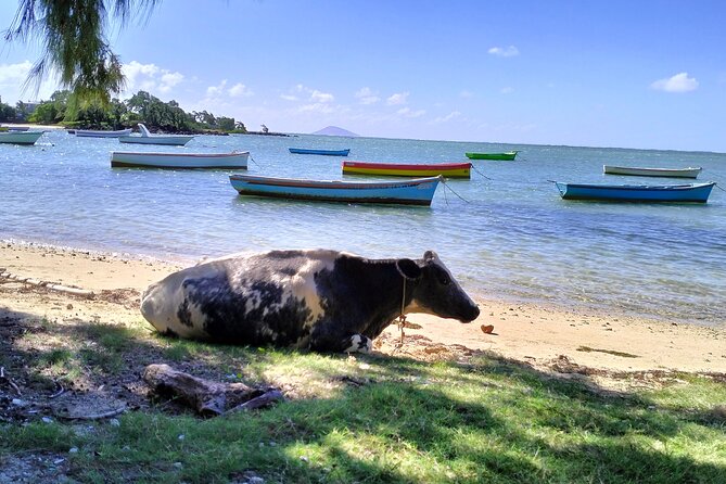 Authentic North East Coast E-bikes Guided Tour - Anse La Raie: two coastal stops and time in the water