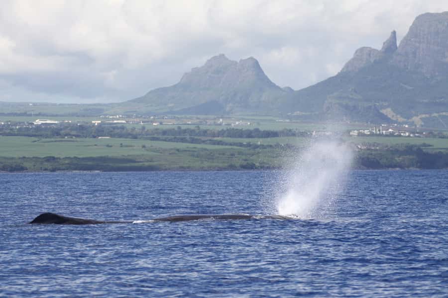 Black River: Dolphin Swim and Whale Watching by Speedboat - A five-hour morning on Mauritius’s Black River coast