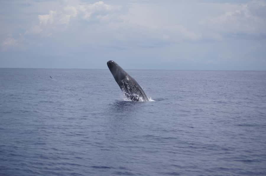 Black River: Dolphin Swim and Whale Watching by Speedboat - Watching sperm whales from a respectful distance