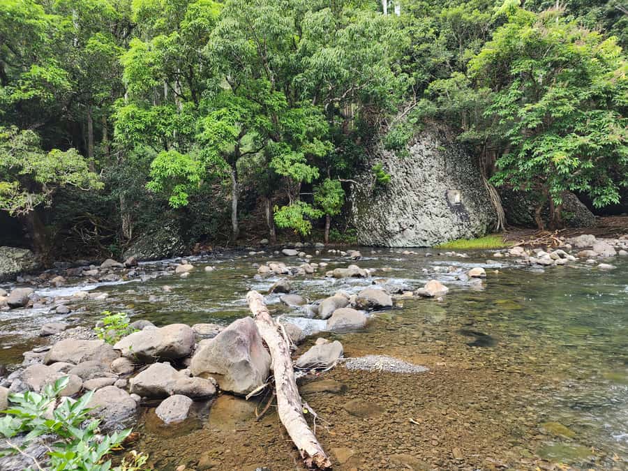 Black River: Guided Hike in the Black River Gorges Valley - Should you book the Black River Gorges experience?