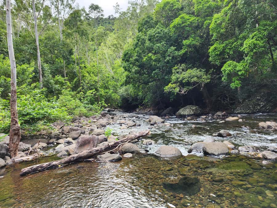 Black River: Guided Hike in the Black River Gorges Valley - Plan your transport and timing carefully