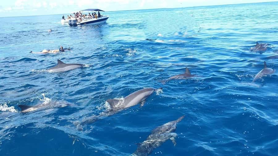 Black River: Swim with Dolphin Speed Boat Tour with lunch - Key points at a glance