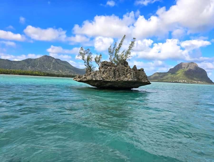 Black River: Swim with Dolphin Speed Boat Tour with lunch - Dolphins first, with respect for the animals