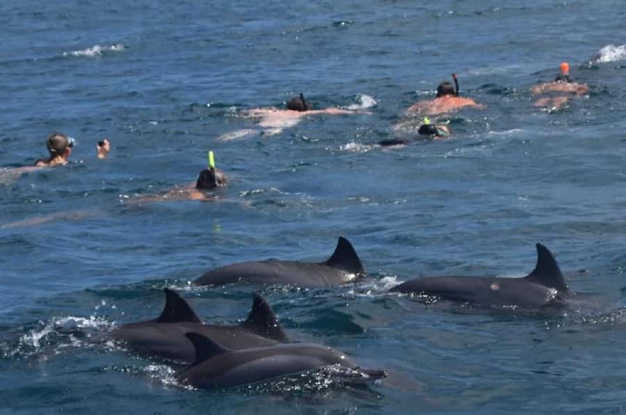 Black River: Swim with Dolphin Speed Boat Tour with lunch - Crystal Rock and the reef near Le Morne