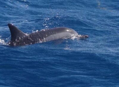 Swim with Dolphin Speed Boat Tour with lunch
