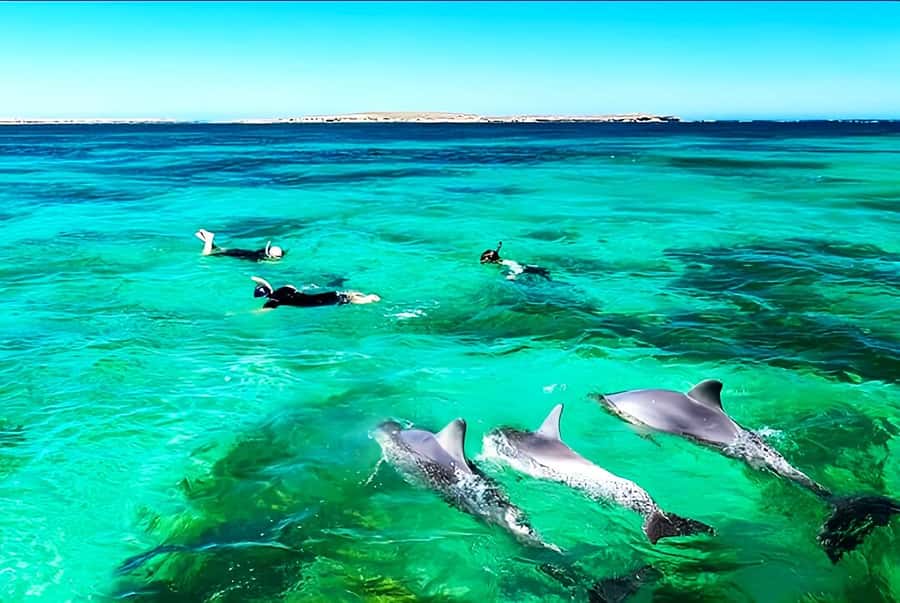 Black River: Swim with Dolphin Speed Boat Tour with lunch - The guides and the feel of a small group