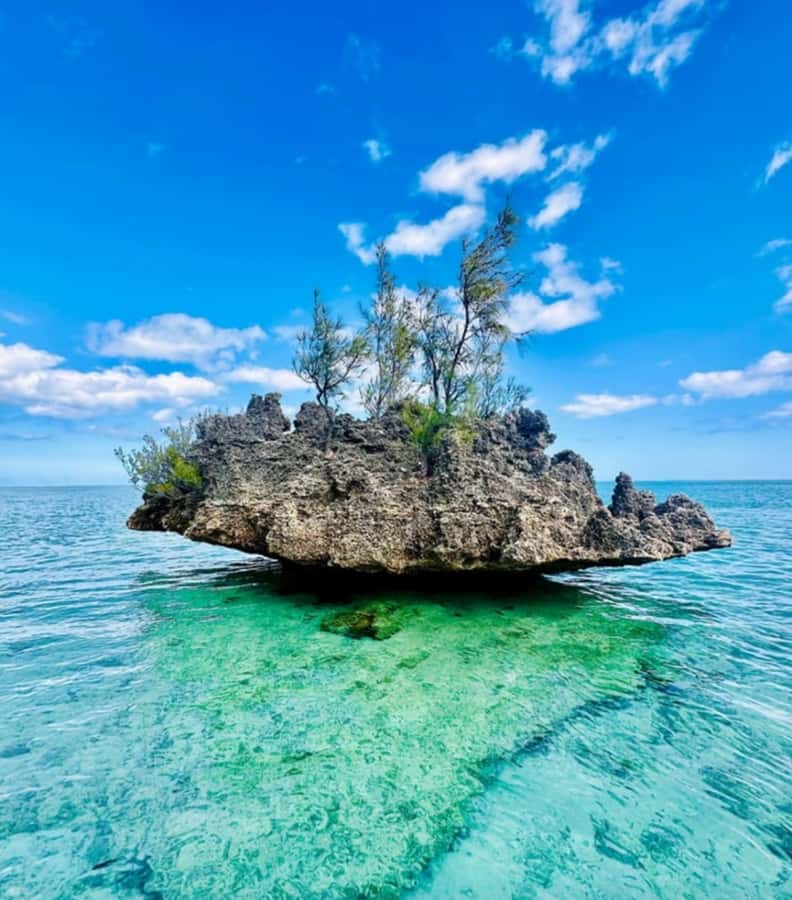 Black River: Swim with Dolphin Speed Boat Tour with lunch - Timing, comfort, and who should book