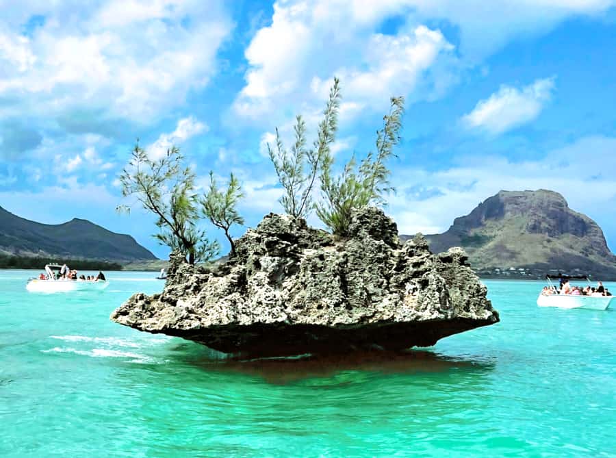 Black River: Swim with Dolphin Speed Boat Tour with lunch - How to get the best day on the water