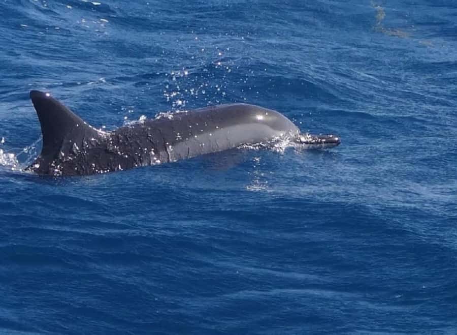 Black River: Swim with Dolphin Speed Boat Tour with lunch - The speedboat ride from Flic en Flac