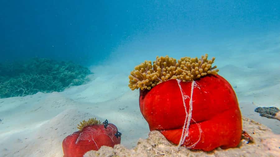 Blue Bay: Blue Bay Glass Bottom Boat Visit and Snorkeling - Guides make the short format work