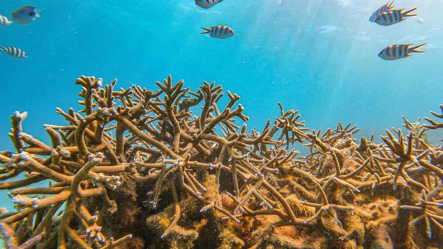 Blue Bay: Blue Bay Glass Bottom Boat Visit and Snorkeling - Is $28 good value for one hour?