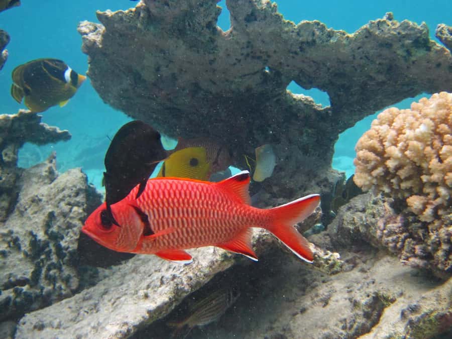 Blue Bay: Half-Day Snorkeling Trip with Creole Picnic Lunch - A chance to see coral, turtles, and a shipwreck