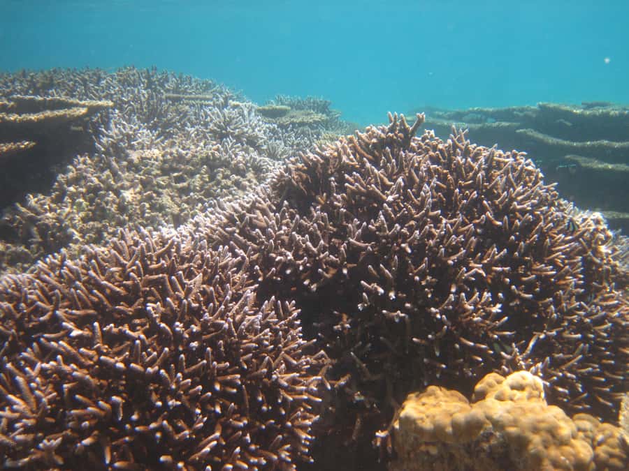 Blue Bay: Half-Day Snorkeling Trip with Creole Picnic Lunch - Who should book this Blue Bay snorkeling trip?