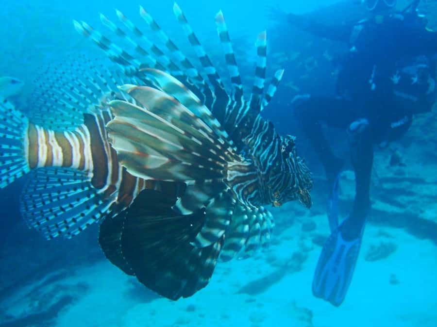 Blue Bay: LEARN TO DIVE TODAY with CORAL DIVING Team - Getting comfortable with the scuba equipment