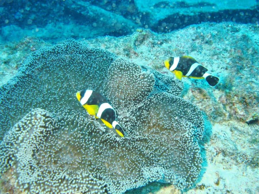 Blue Bay: LEARN TO DIVE TODAY with CORAL DIVING Team - Should you book the Blue Bay scuba introduction?