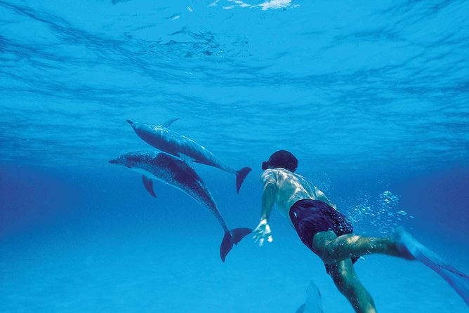 Catamaran Cruise to Ile Aux Bénitiers: Dolphin watch, Crystal Rock & Transfer - A long day built around dolphins and scenery