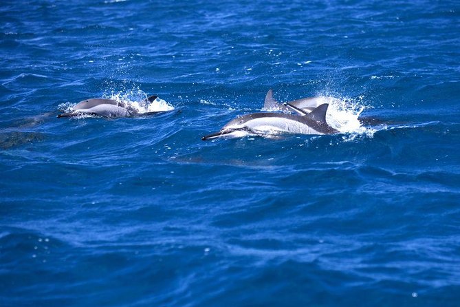 Catamaran Cruise to Ile Aux Bénitiers: Dolphin watch, Crystal Rock & Transfer - Crystal Rock, reef stops, and the best views