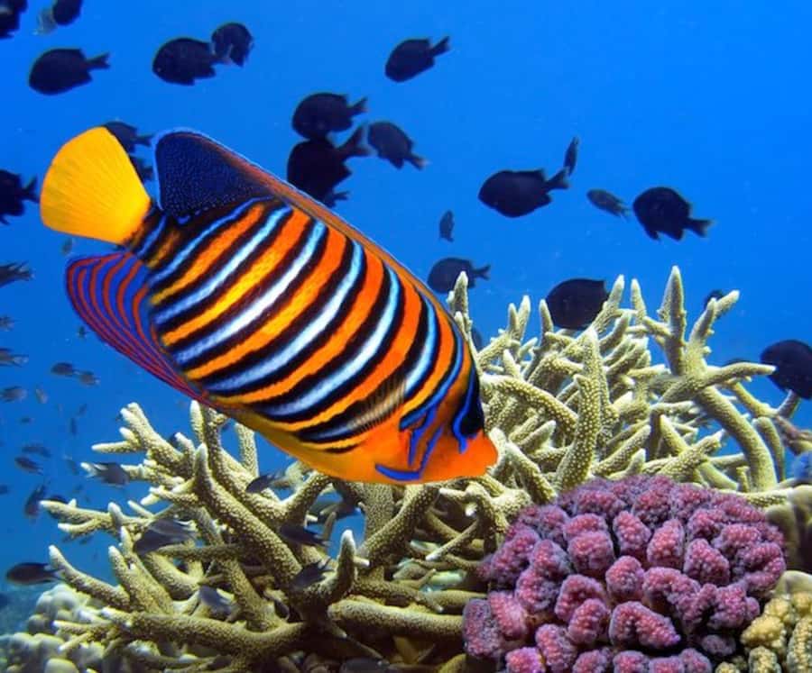 Catamaran Mauritius Cruise in the North Coasts - Coin de Mire, the natural aquarium stop