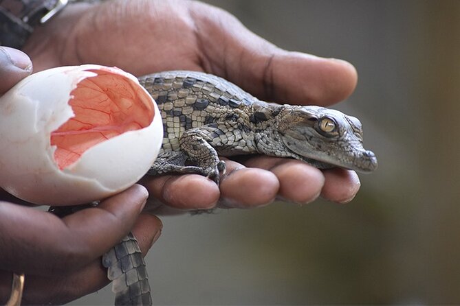 Crocodile Nature Park - Key points at a glance