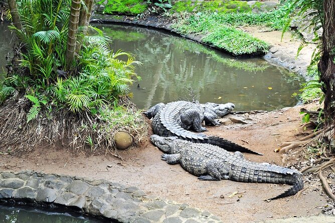 Crocodile Nature Park - Gris Gris brings the force of the southern coast