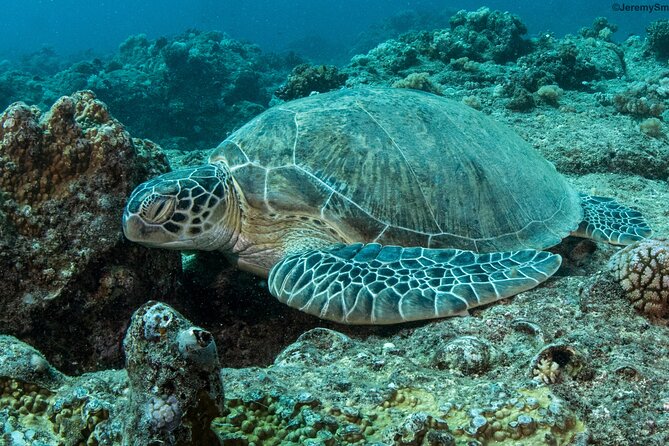 Discover Scuba Diving in Mauritius - Why Pereybere is a good place to begin