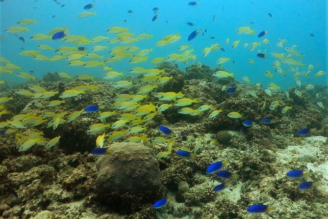 Discover Scuba Diving in Mauritius - Who will enjoy this most