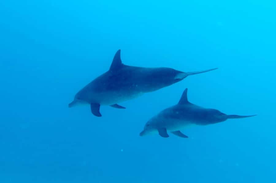Discover Scuba Diving in the North of Mauritius - Pool and shallow-water practice