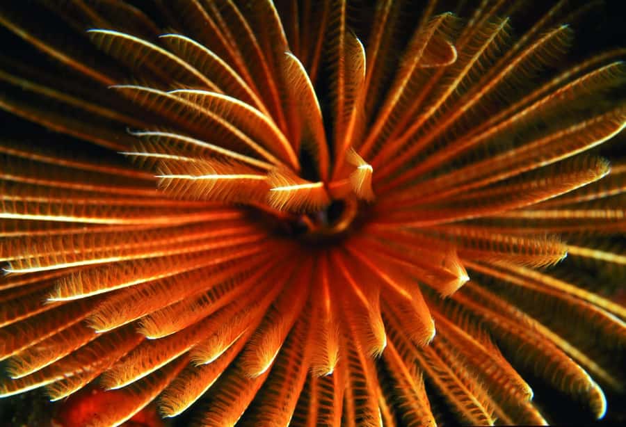 Diving in the North with Blue World Adventures - Learning with an instructor who keeps beginners calm