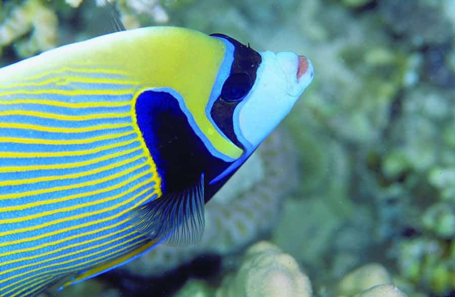 Diving in the North with Blue World Adventures - The small group experience you should expect