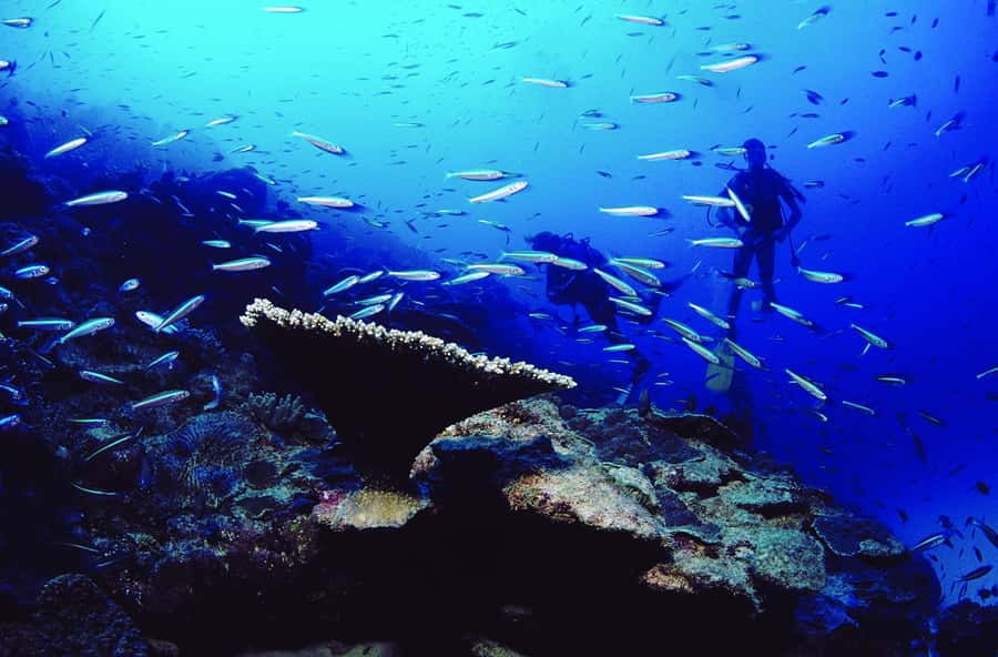 Diving in the North with Blue World Adventures - How to make the most of your morning or afternoon