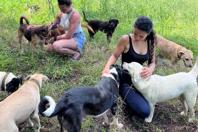Dog Lover's guided tour of the Happy Tails Sanctuary - Key points to know before you go