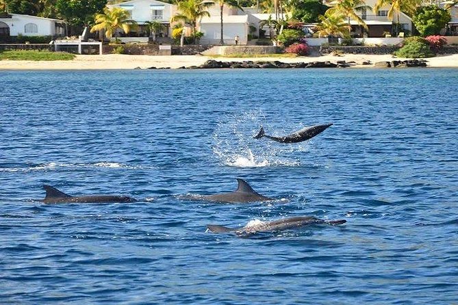 Dolphin Encounters, Ile aux Benitier & Crystal rock: Full-Day (Lunch & Transfer) - How the $111.96 price works out