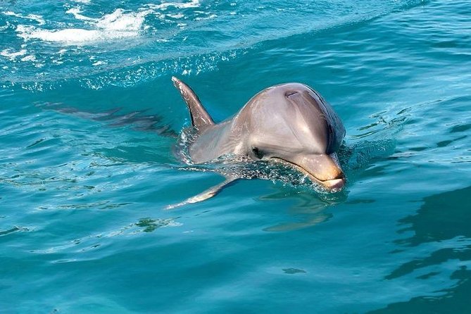 Dolphin Encounters, Ile aux Benitier & Crystal rock: Full-Day (Lunch & Transfer) - Practical packing advice for the 7 to 8 hours