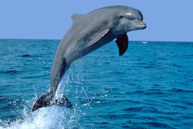 Dolphin Experience in Open Sea and South West Tour of Mauritius including Lunch - Key points to know before booking