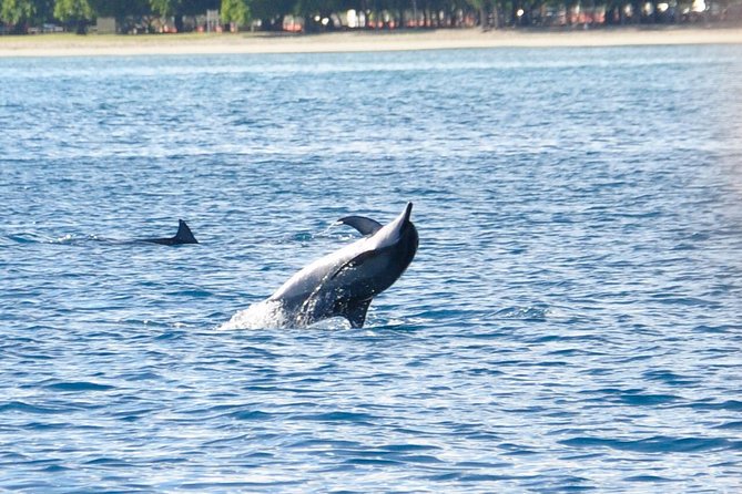 Dolphins Encounter and Whale Watching - An early morning on Mauritius’s southwest coast
