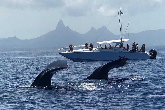 Dolphins Encounter and Whale Watching - Watching dolphins in their natural setting
