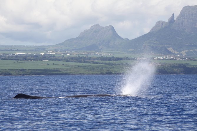Dolphins Encounter and Whale Watching - Searching for whales with a hydrophone
