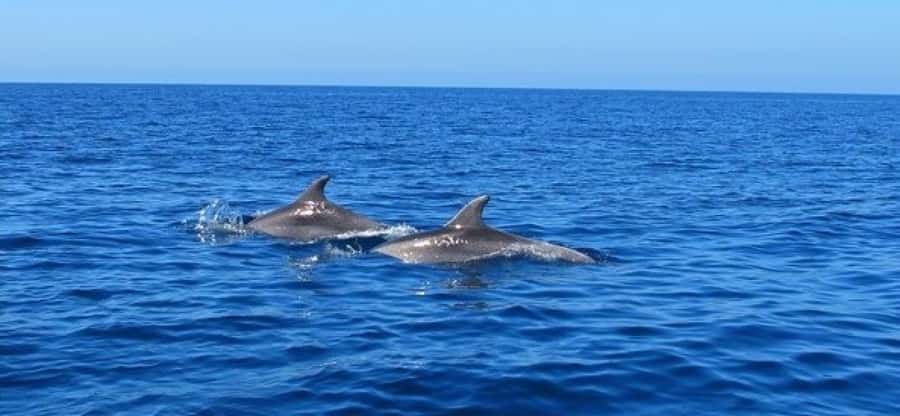 Dolphins: Private, Snorkel, CrystalRock, ileoBenitiers,lunch - Why the private format matters