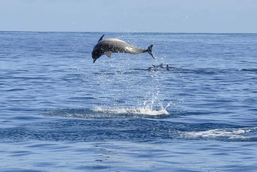 Dolphins: Private, Snorkel, CrystalRock, ileoBenitiers,lunch - Weather, timing, and cancellation