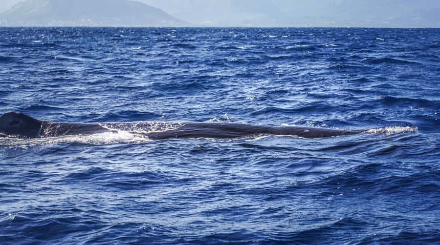 Dolphins & whale watching - A six-person boat with a close-to-the-water feel