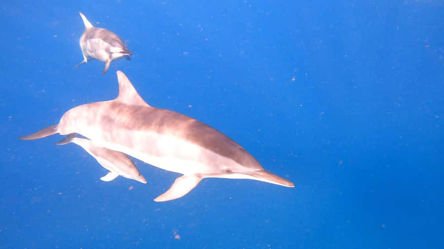 Dolphins & whale watching - Whale watching from June through September and beyond
