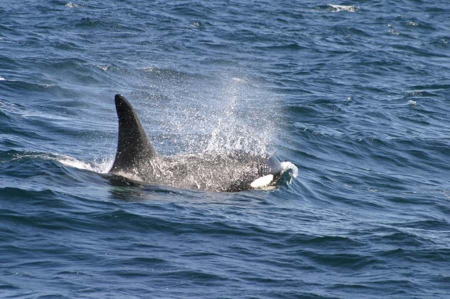 Dolphins & Whales, Private Tour Snorkeling - Key points to know before booking